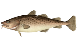 Pacific cod (Gadus macrocephalus)